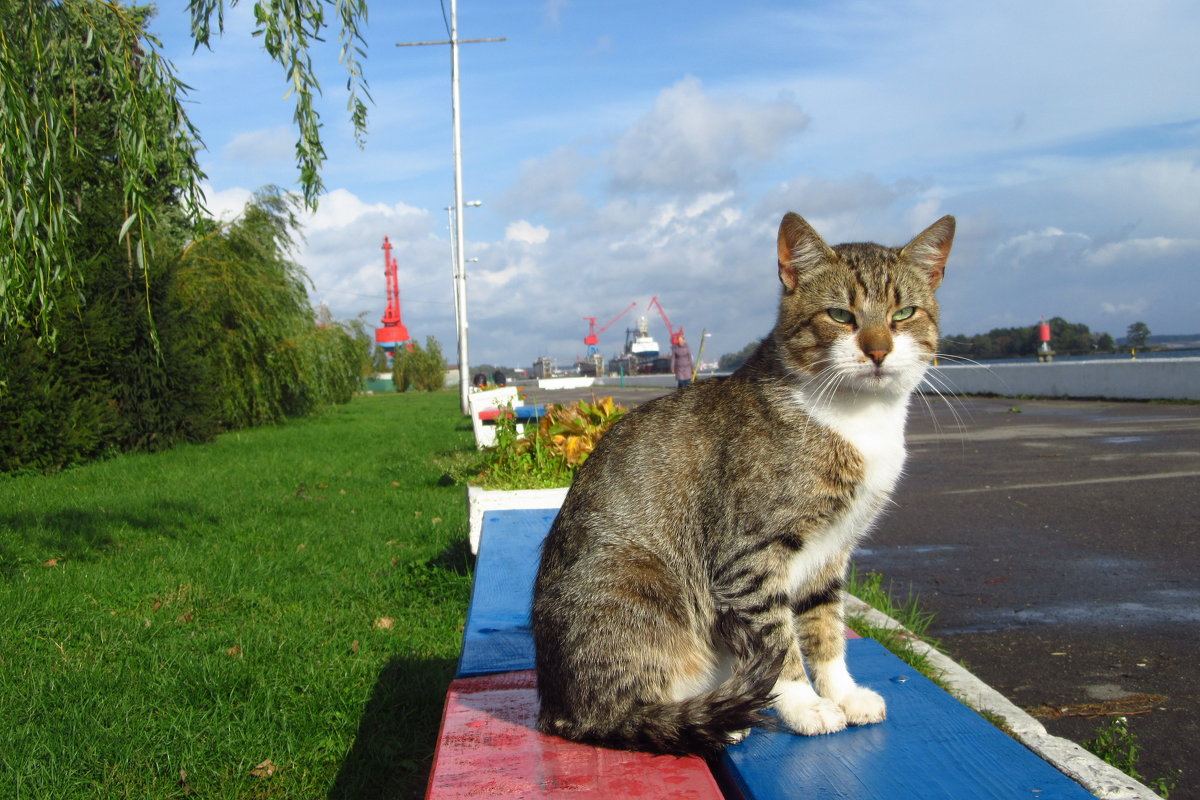 Кот-рыболов - Сергей Рогачев