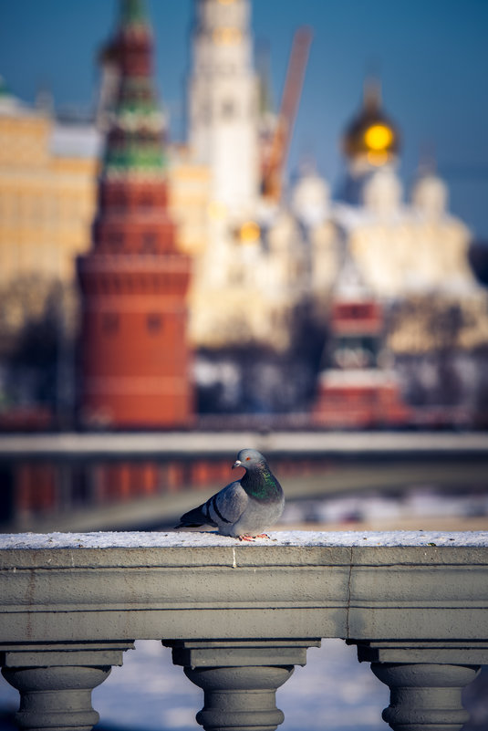 Голубь на Патриаршем мосту - Алексей Федотов