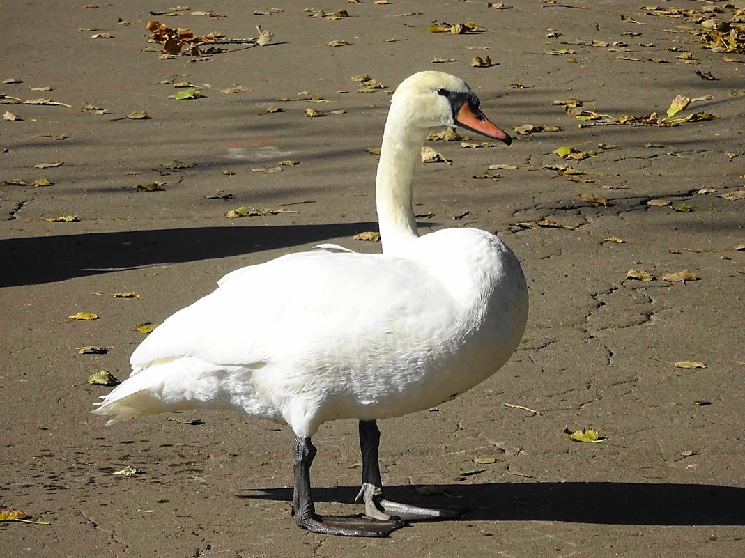 Лебеди на озере в парке - Маргарита Батырева