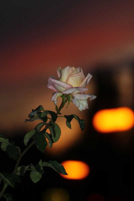 Роза на закате - Владимир Марков