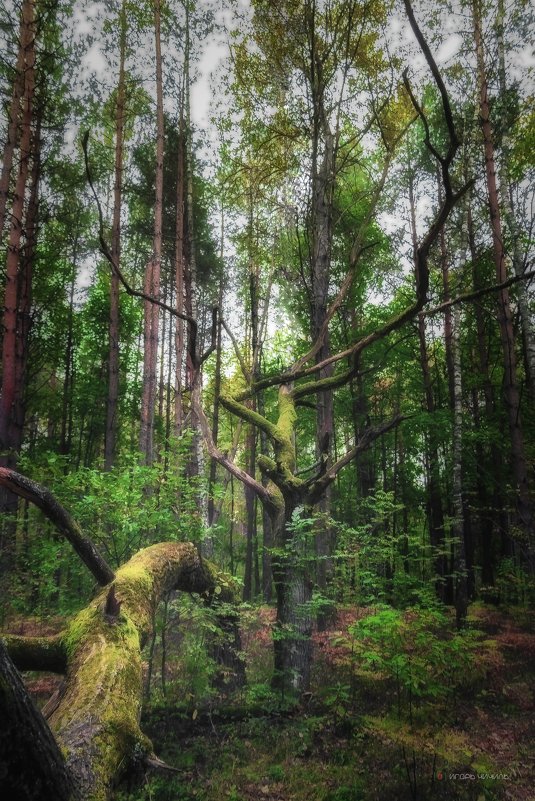 Однажды в лесу - Игорь Чичиль