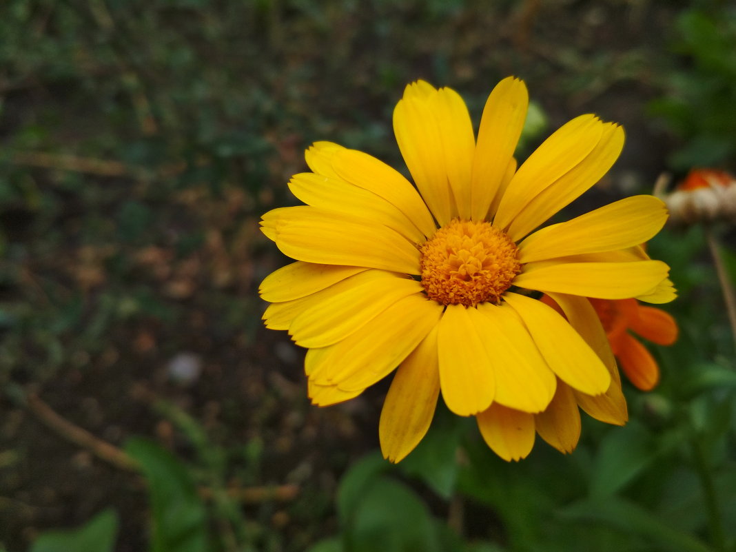 Цветок в саду - catandrix 