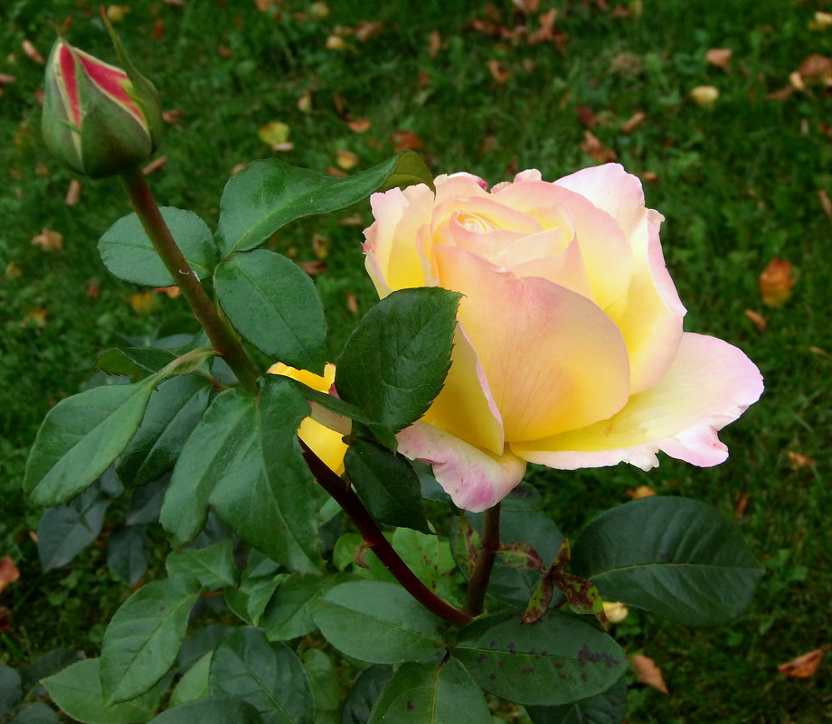 Осенняя роза - Елена 