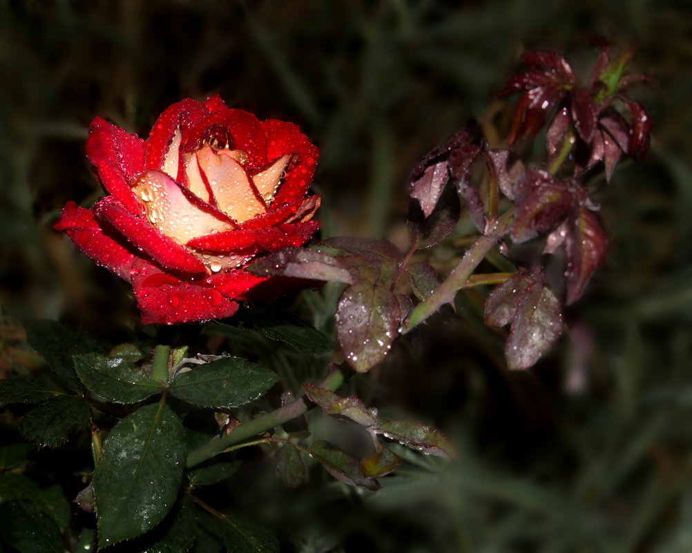 Роза в каплях дождя.. - serg_ grit