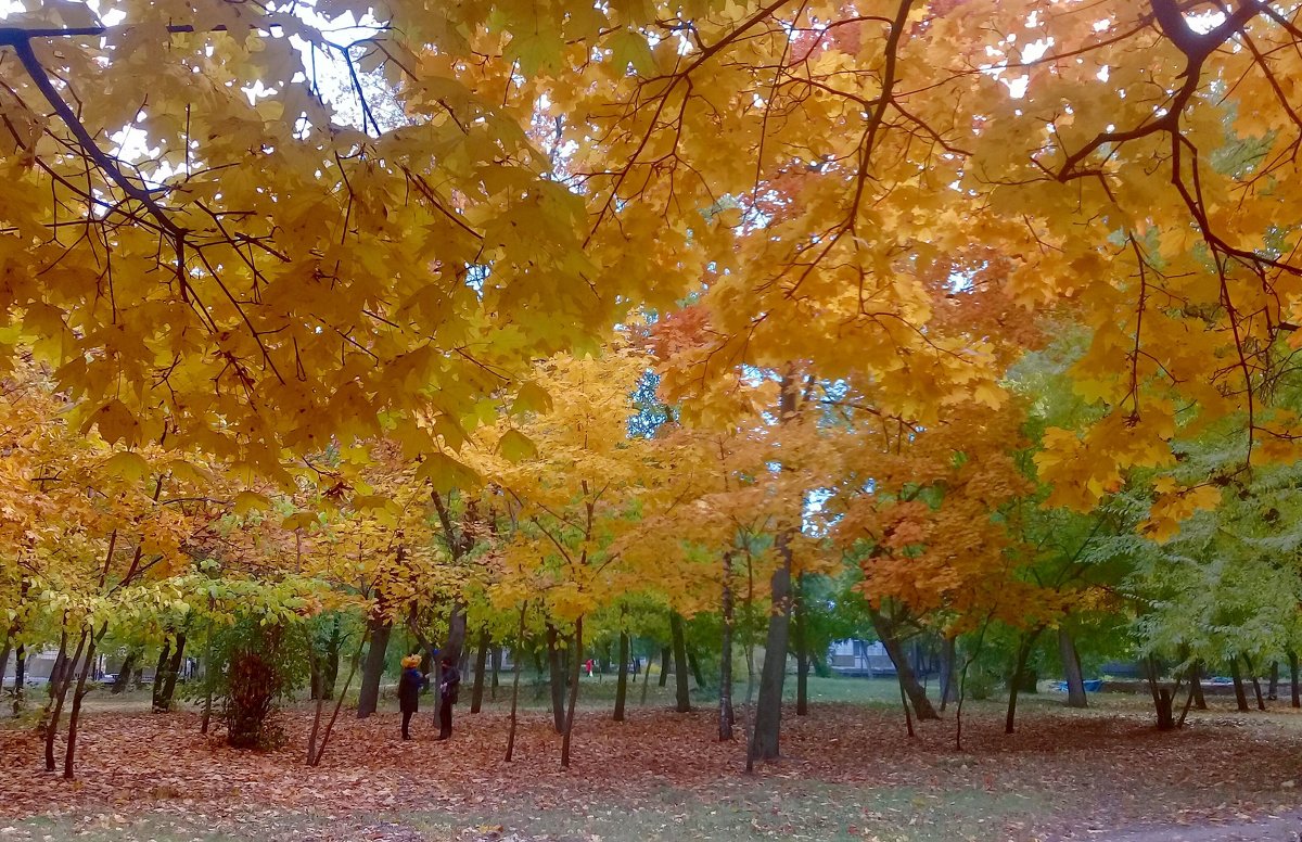 Осень в парке. - Чария Зоя 