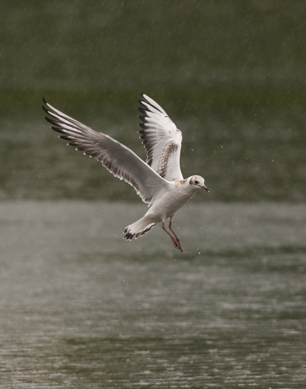 Озерная чайка под дождем - Svetlana Golovanova 