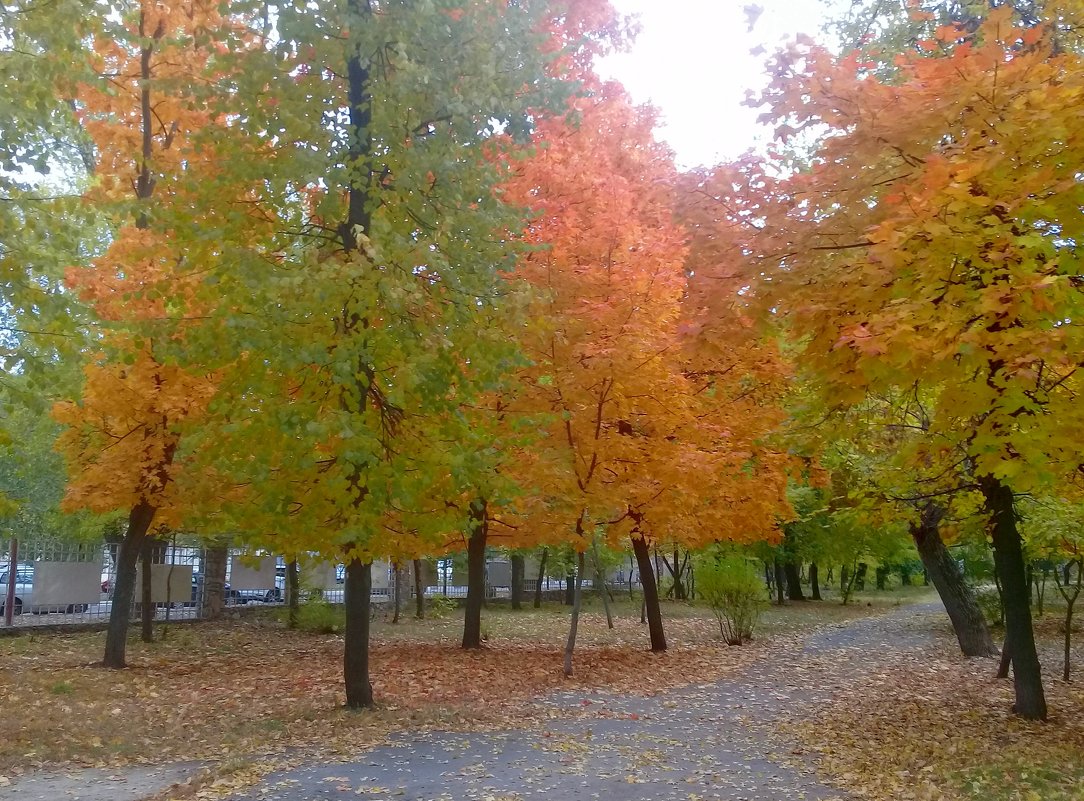 Осень в парке. - Чария Зоя 