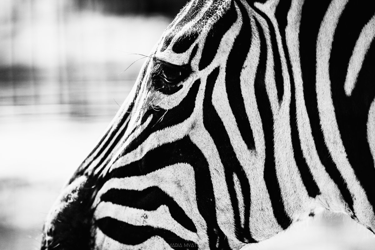 Цвет зебры - Мария Мятова