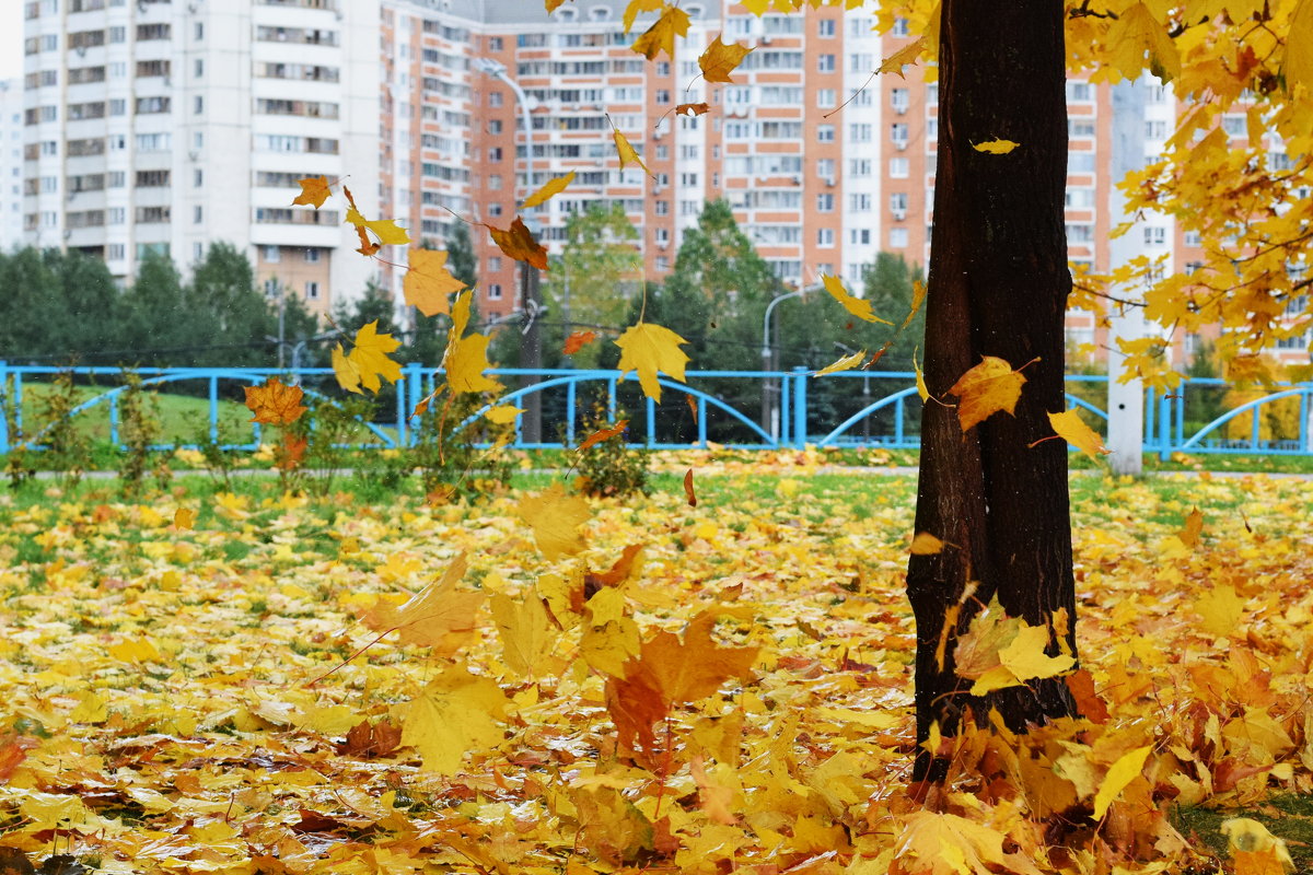 Листья жёлтые над городом кружатся! - Татьяна Помогалова