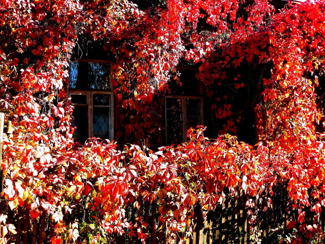 Два окна в Осень - олег свирский 
