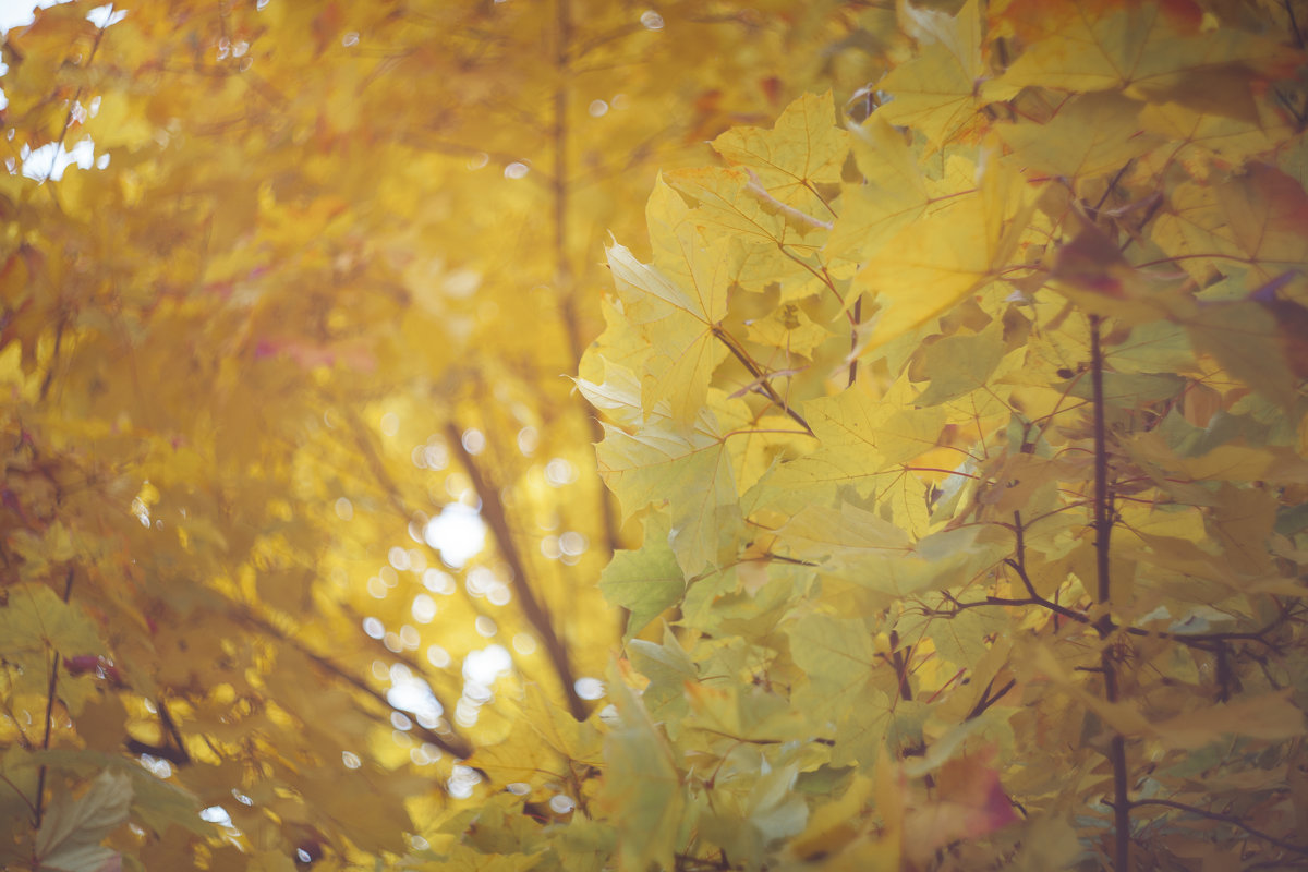 Осенний свет - Eugeni Lis