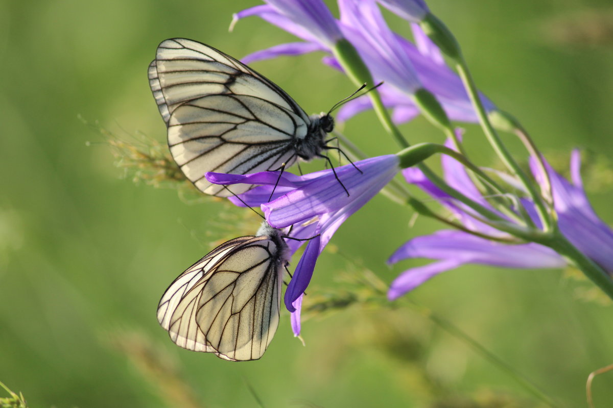 бабочки, Казахстан ЮКО - Бахытжан 