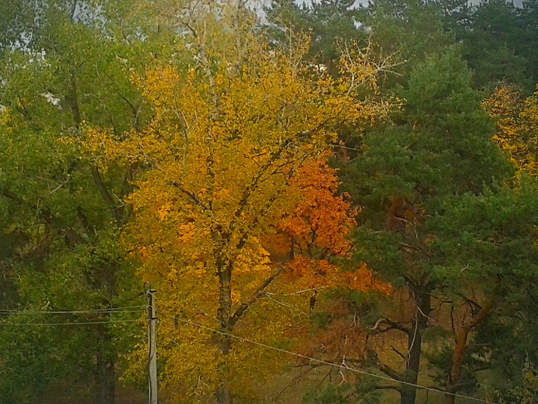 Незаметно осень подобралась. .. - Юлия Закопайло