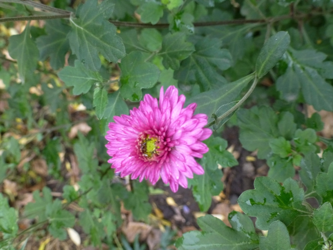 Цветы октября - Наиля 