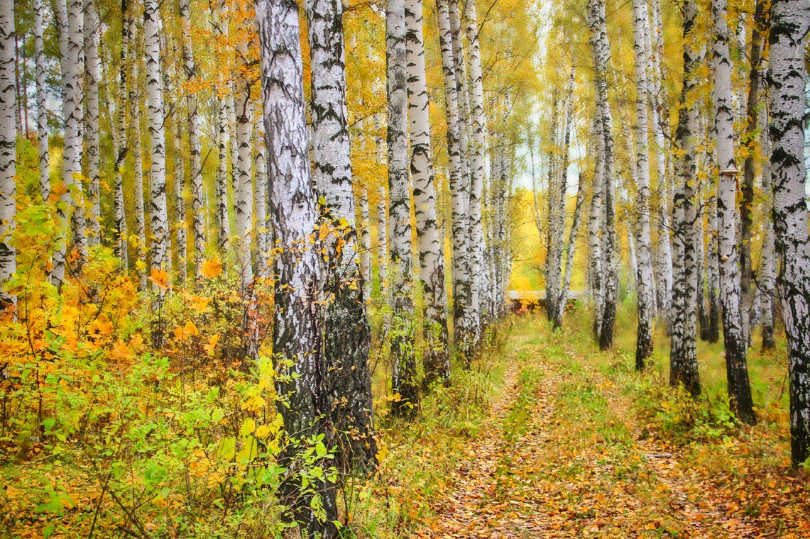 Желтым накрыло... - Svetlana Sneg