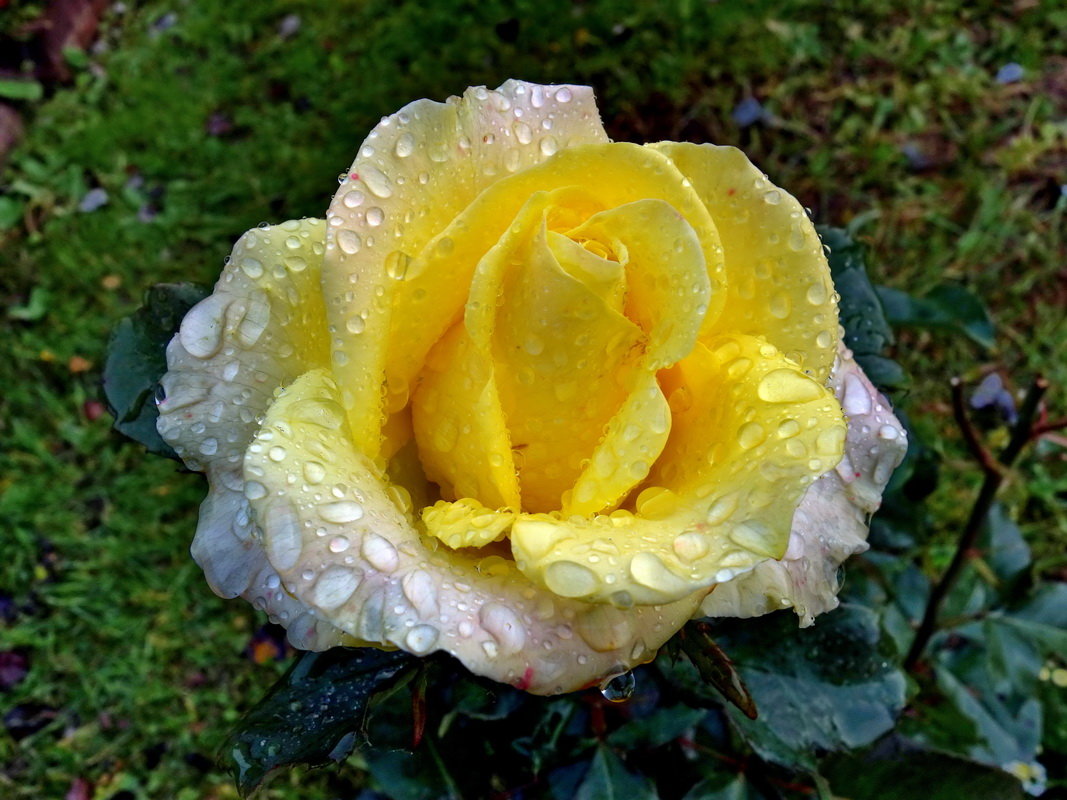 Осенняя роза в крупных каплях дождя. - Пётр Сесекин