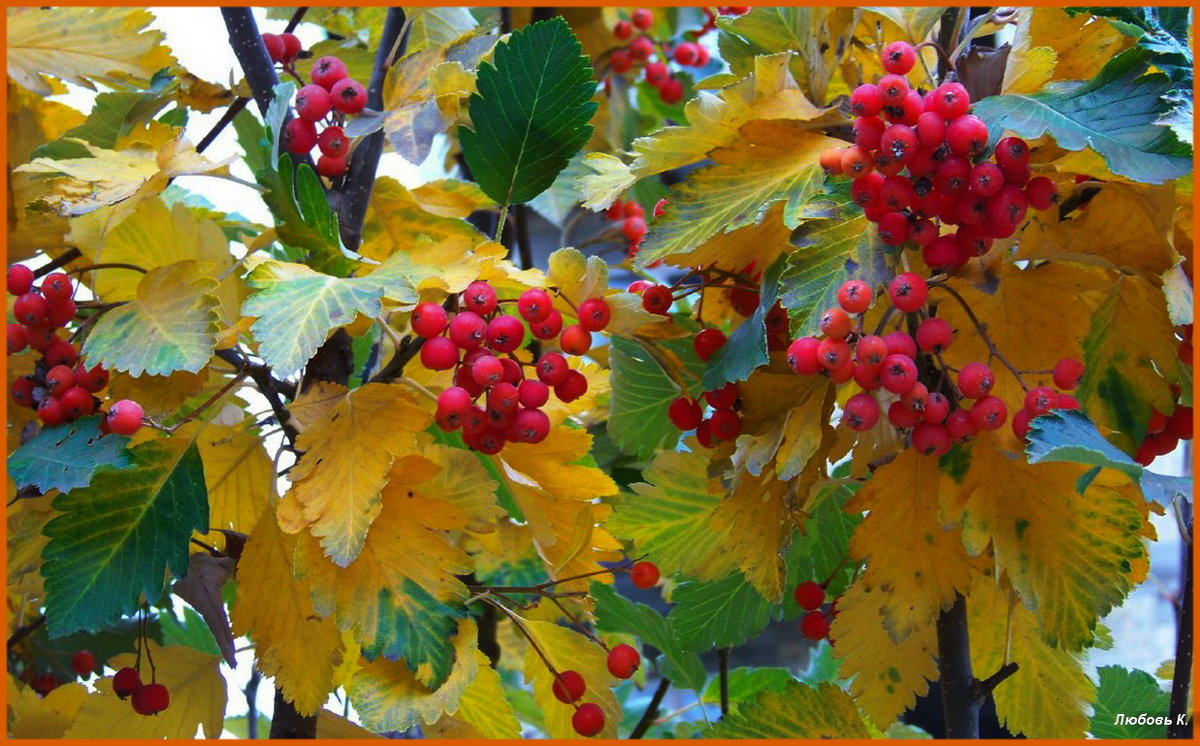 Багряные гроздья золотой осени......... - Любовь К.
