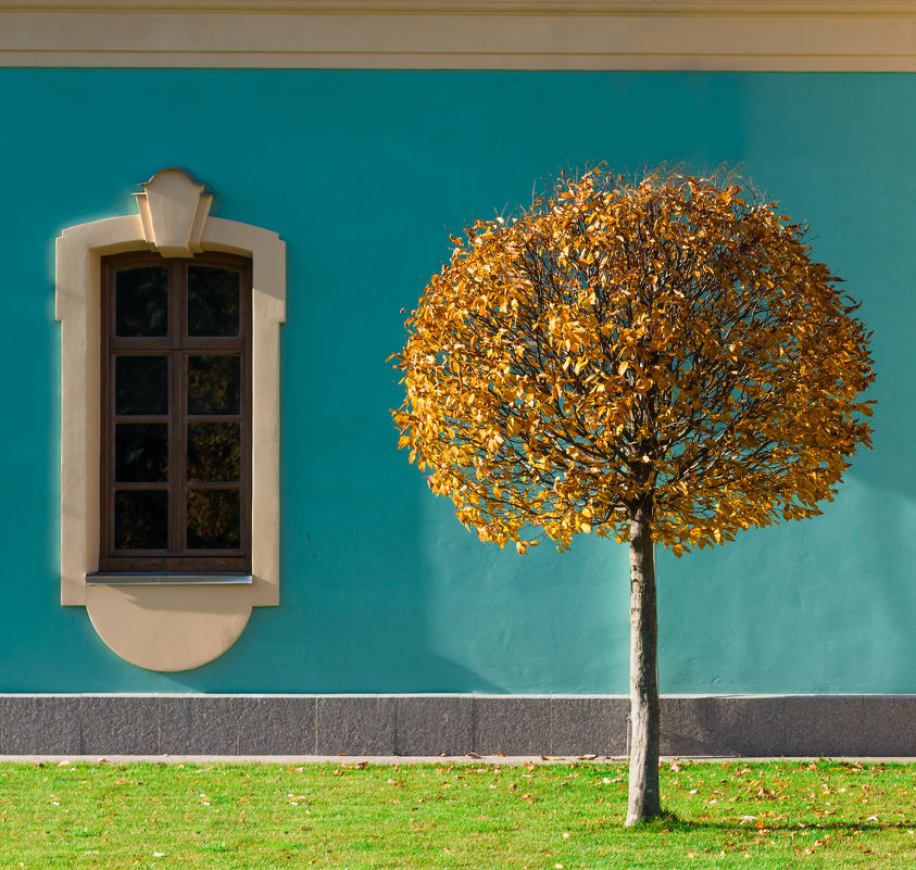 Дерево и окно - Алексей Савченко