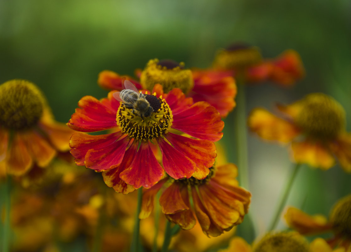 Пчела на цветке - Анастасия Графова