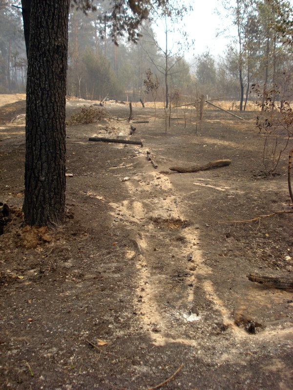 Природные пожарища Рязанщины в августе 2010 года - Николай Варламов