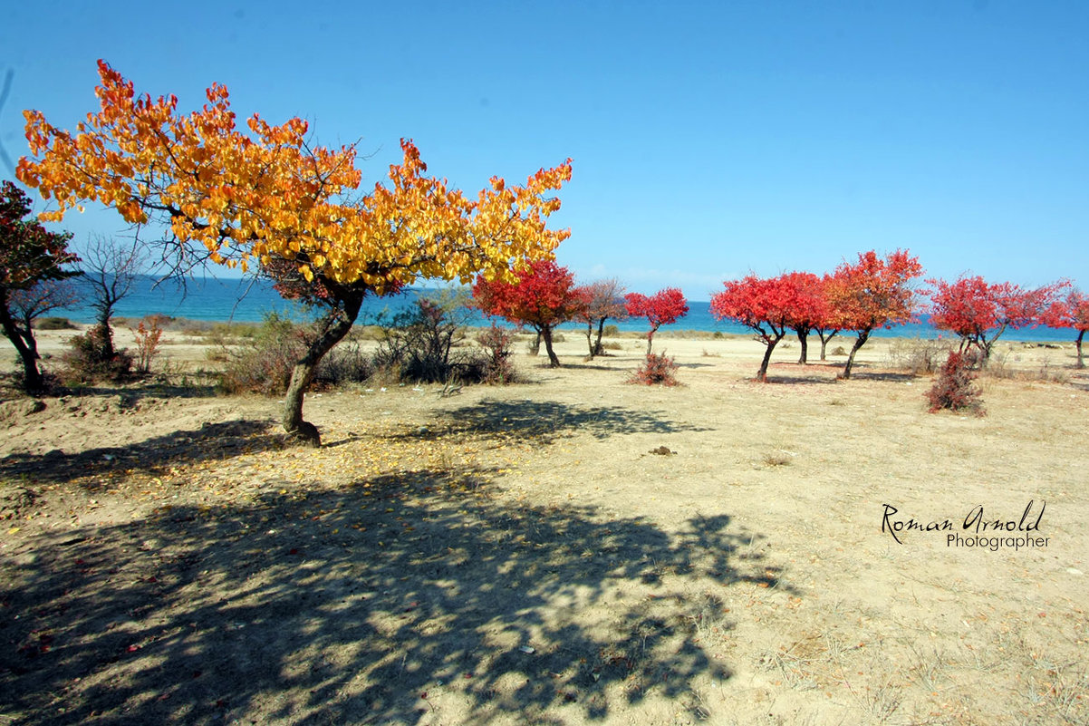 Осень на берегу Иссык-Куля - Roman Arnold