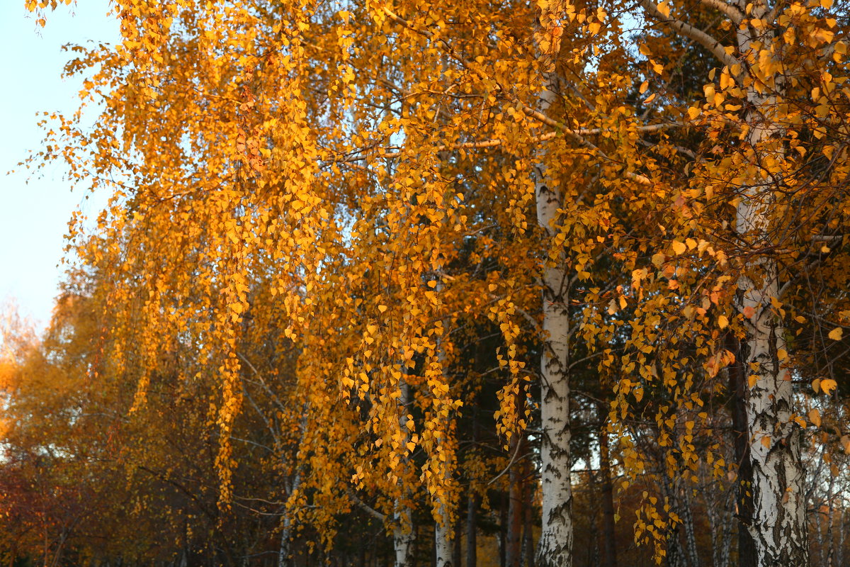Золотая осень - Марина Щуцких