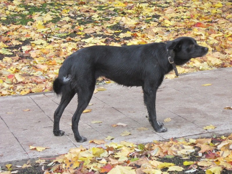 Чёрный пёс и жёлтая листва - Дмитрий Никитин