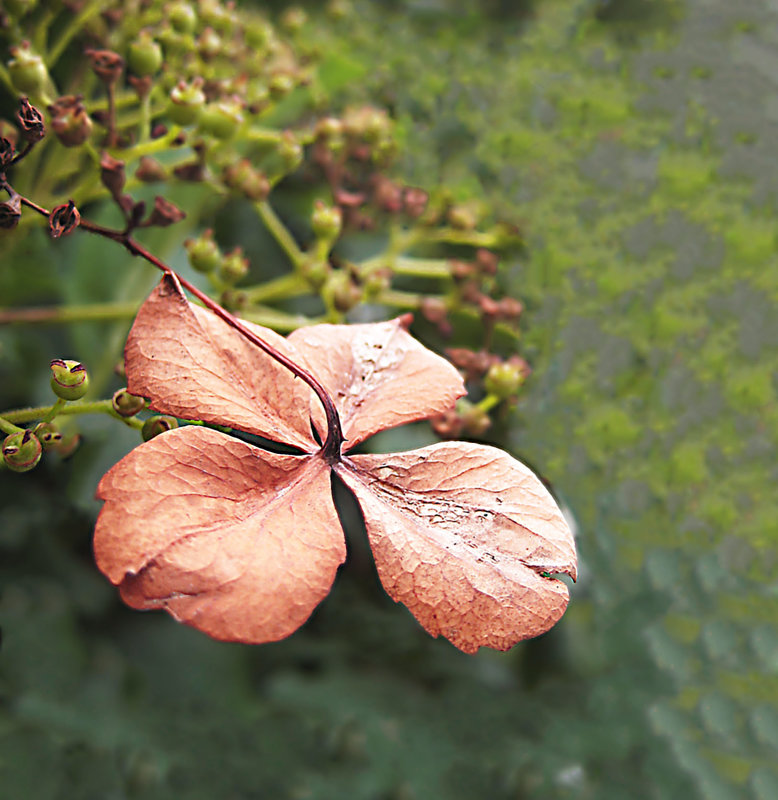 Осенний цветок гортензии - spm62 Baiakhcheva Svetlana