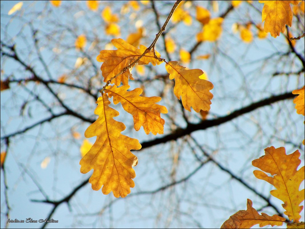 Осенняя листва - °•●Елена●•° ♀