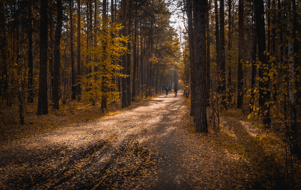 осень в лесу - Юрий Иванович