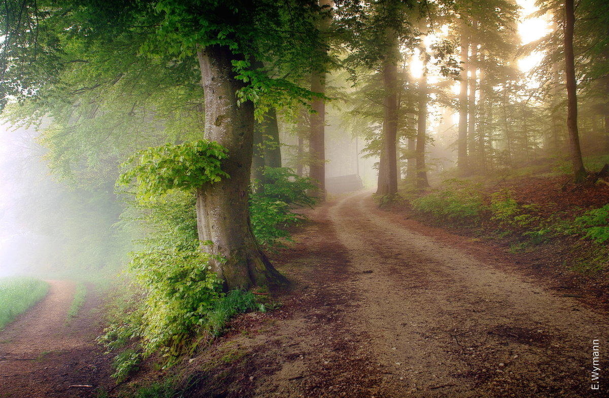 Лес, погруженный в туман - Elena Wymann