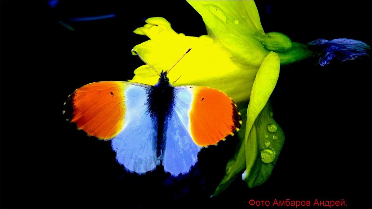Бабочка  на цветке - Андрей 