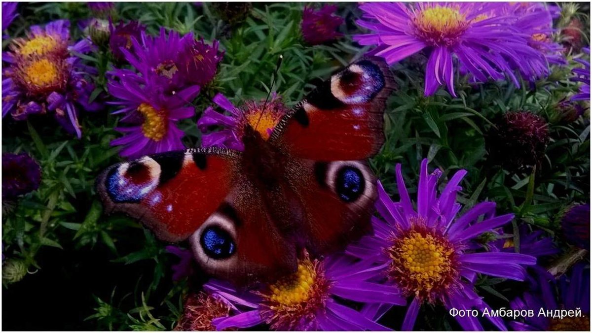 бабочка собирающая нектар - Андрей 