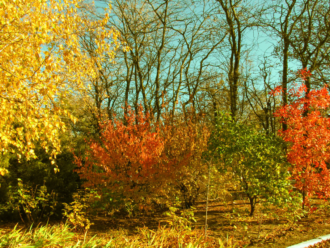 разноцветная осень - mAri 