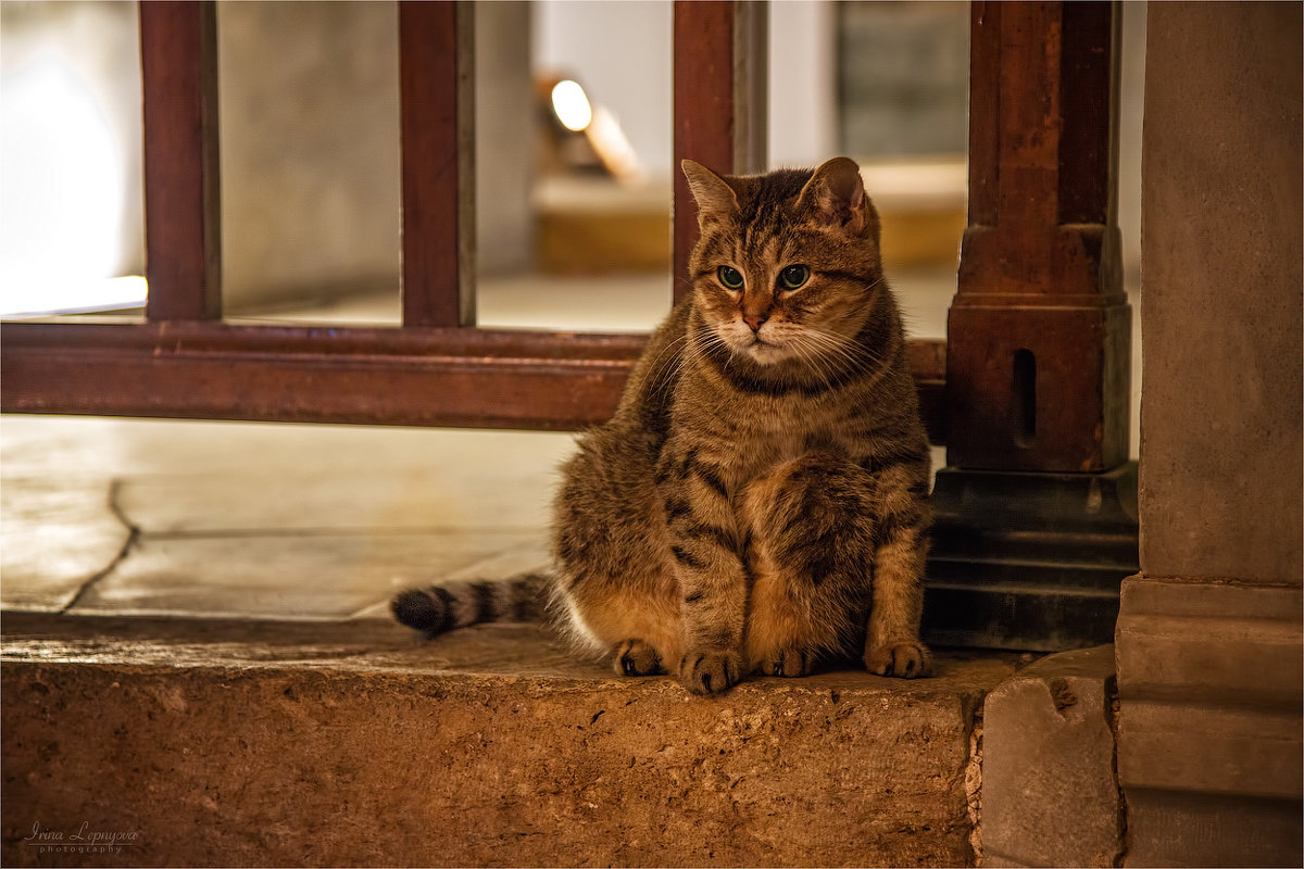Всемирно известный кот Гли, живущий в храме Айя София - Ирина Лепнёва