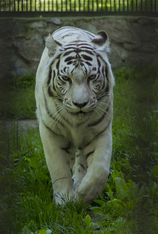 Белый тигр - Дима Пискунов