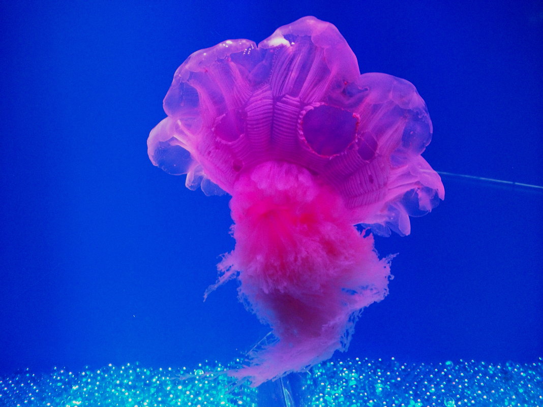 медуза - doberman 