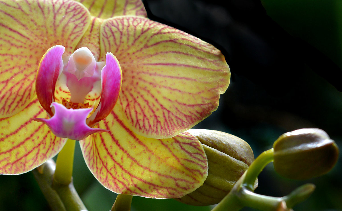 Орхидея - Lanna 