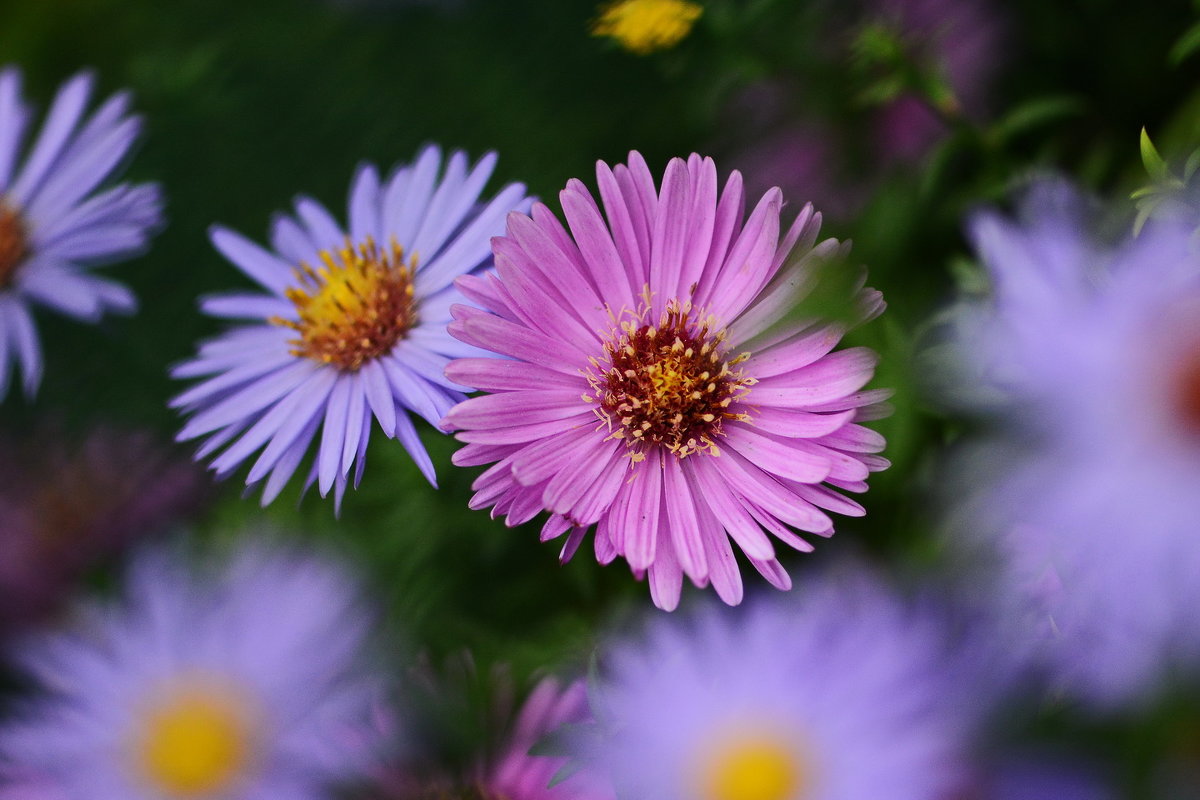 Autumn flowers - Олег Шендерюк