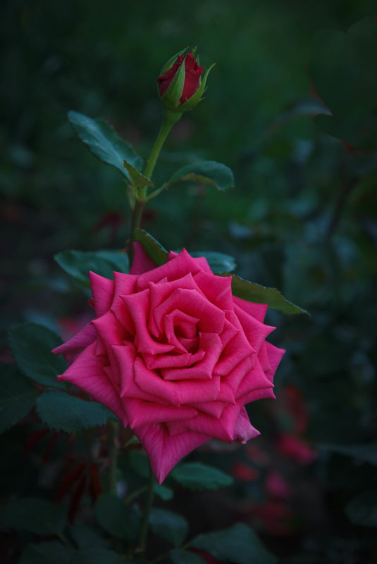 «О, Роза, сама королева цветов! Какой же бываешь разной,…» - Андрей Нибылица