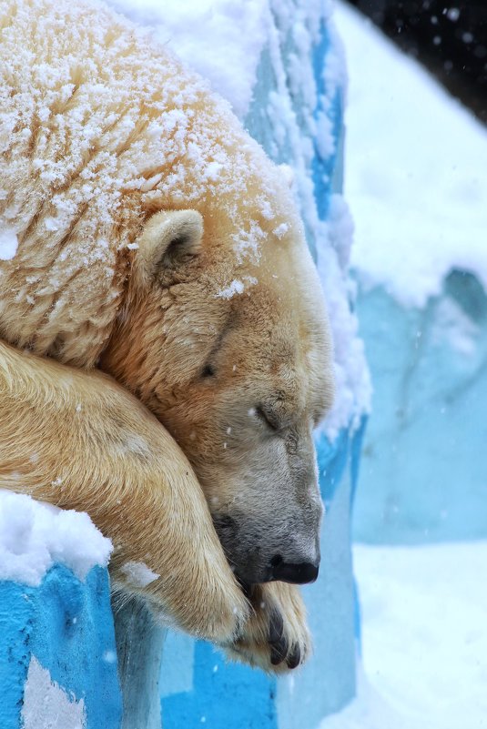 Белый медведь в Новосибирском зоопарке - Владимир Шадрин
