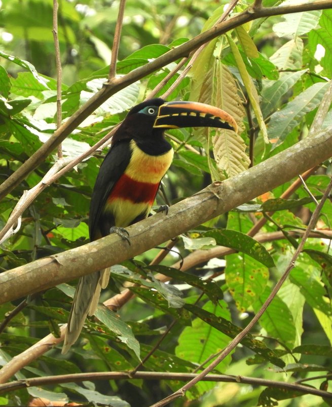 Chestnut-eared Aracari - чудинова ольга 