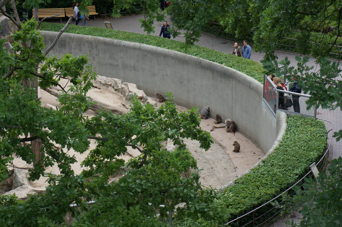В Берлинском зоопарке - Алёна Савина