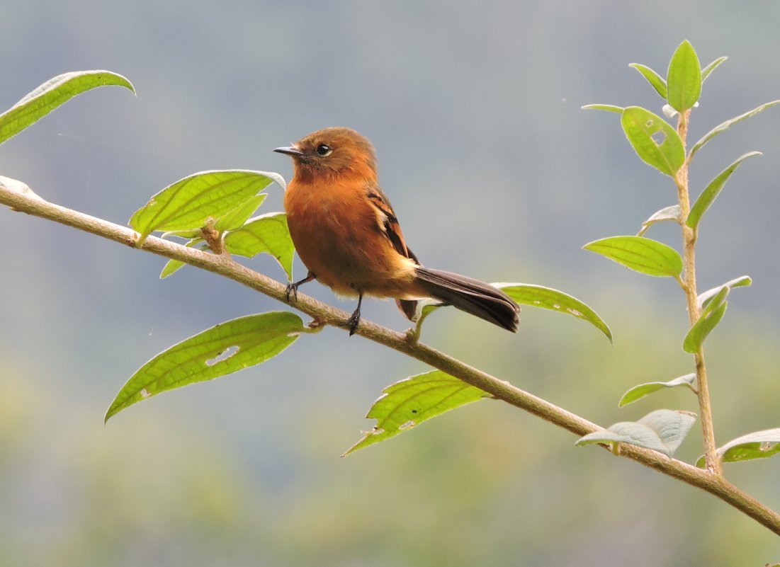 Cinnamon Flycatcher - чудинова ольга 