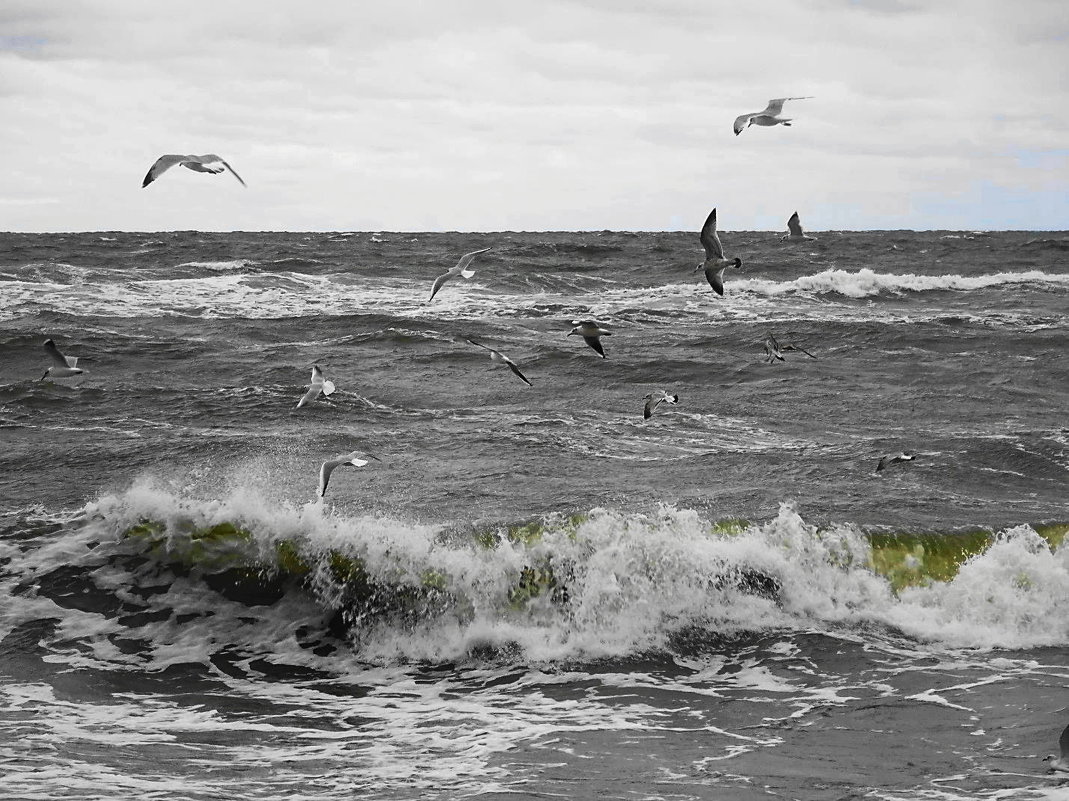 Бурлит и пенится волна, и чайки мечутся над морем - Маргарита Батырева