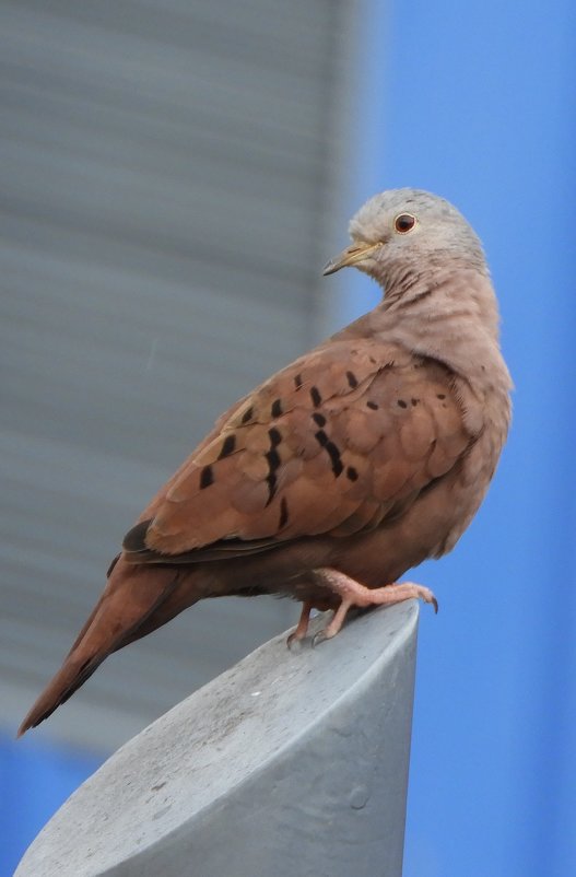 Ruddy-ground Dove - чудинова ольга 