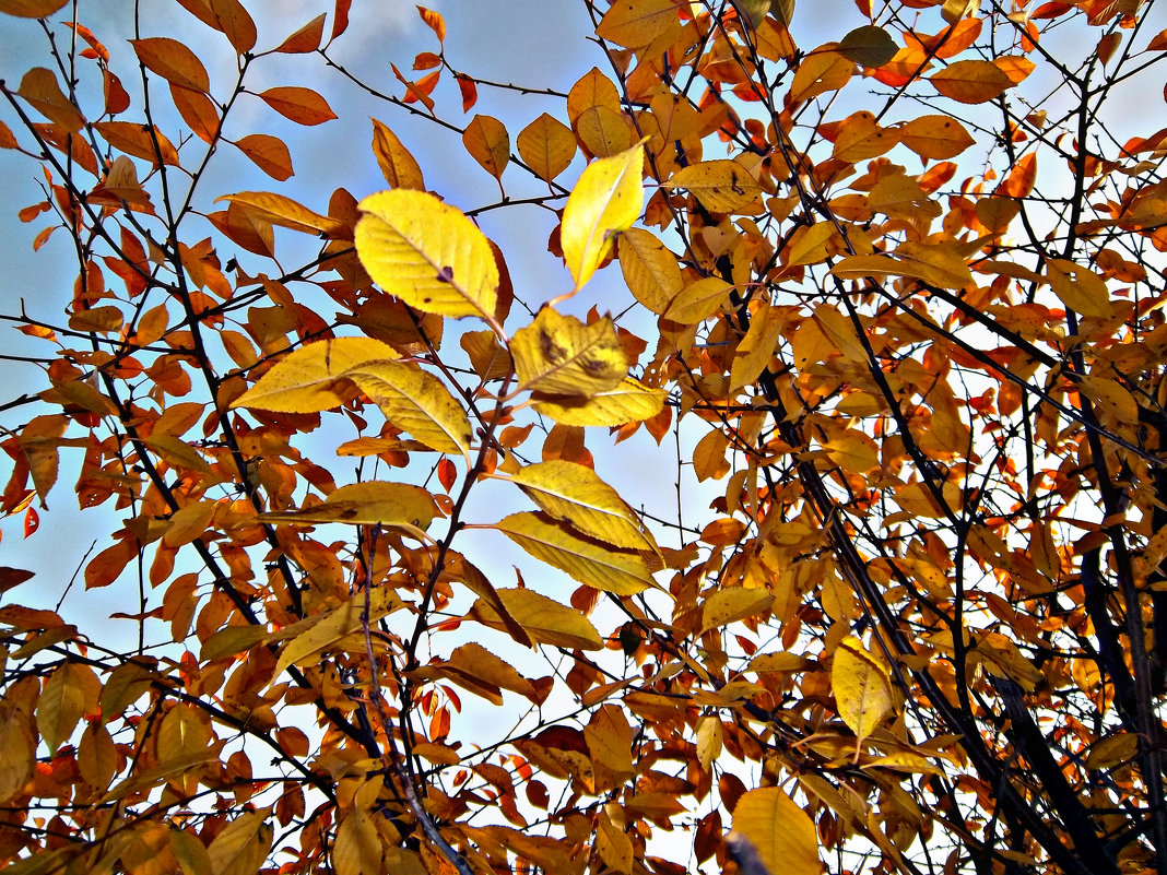 Жёлтая листва - Татьяна Королёва