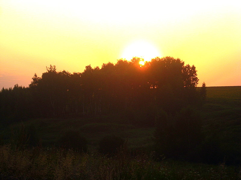Встанет солнце над лесом... - оля san-alondra