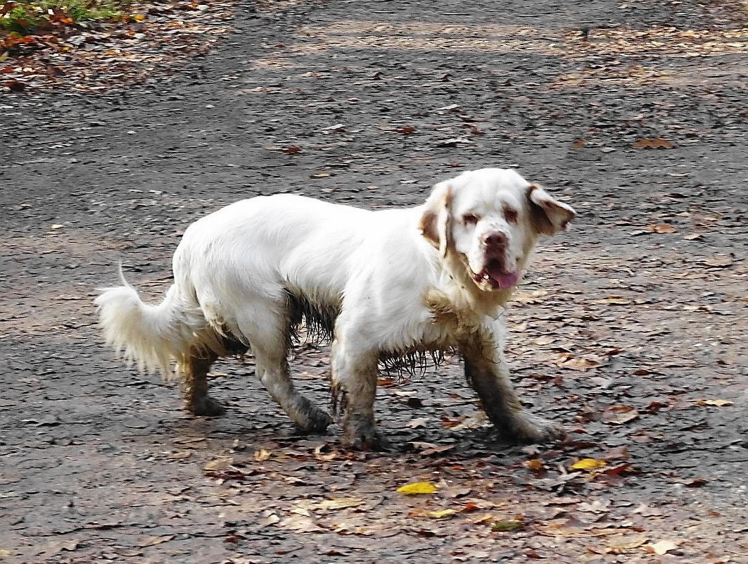 Не собака, а настоящая "хрюня", всю грязь в парке собрала - Маргарита Батырева