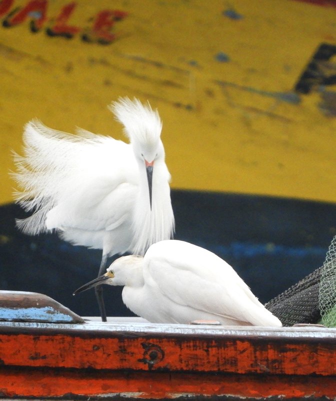 Snowy Egret - чудинова ольга 